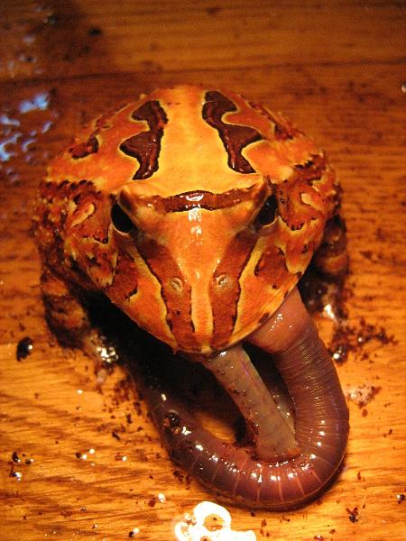 009 - Fantasy Frog.JPG